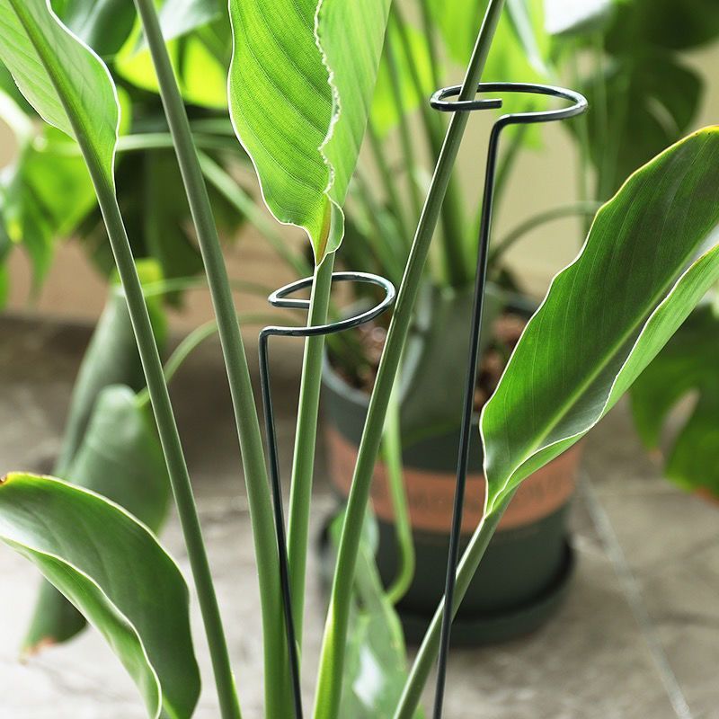 1/10pcs Garden Support Stake R - Florist Supp recension och pris